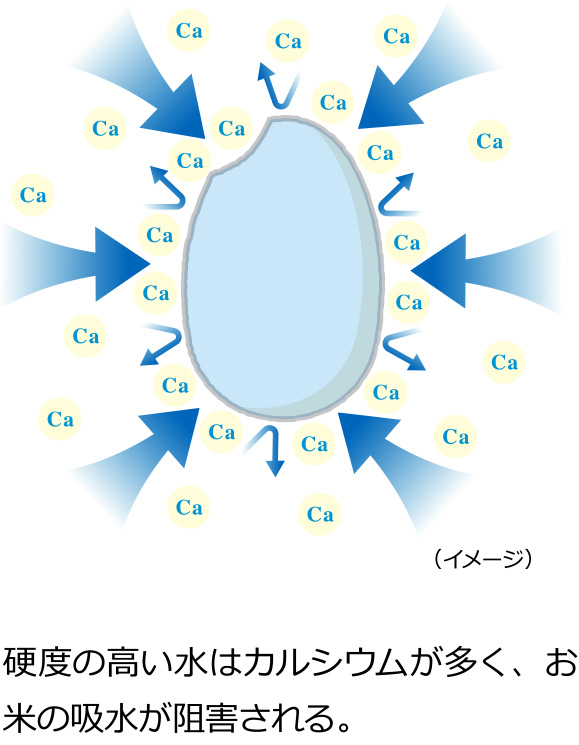 お米の吸水イメージ